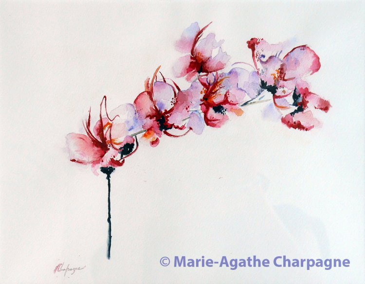 Marie-Agathe_Charpagne_orchidee.jpg